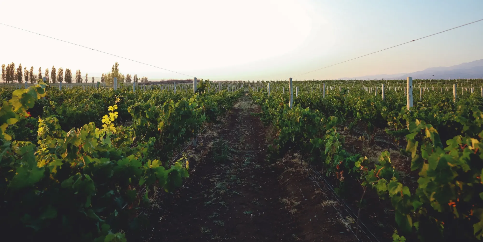 Allée entre deux rangs de vigne à l'aube, rideau de peupliers et montagnes à l'horizon