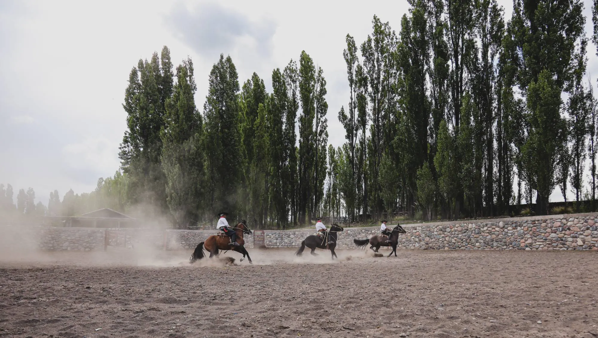 Gauchos à cheval dans un manège bordé de peupliers, Mendoza