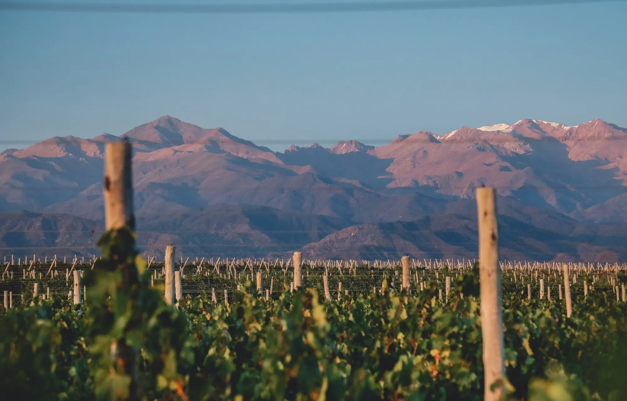 Rangs de vigne au premier plan, cordillère des Andes teintée de rose au crépuscule
