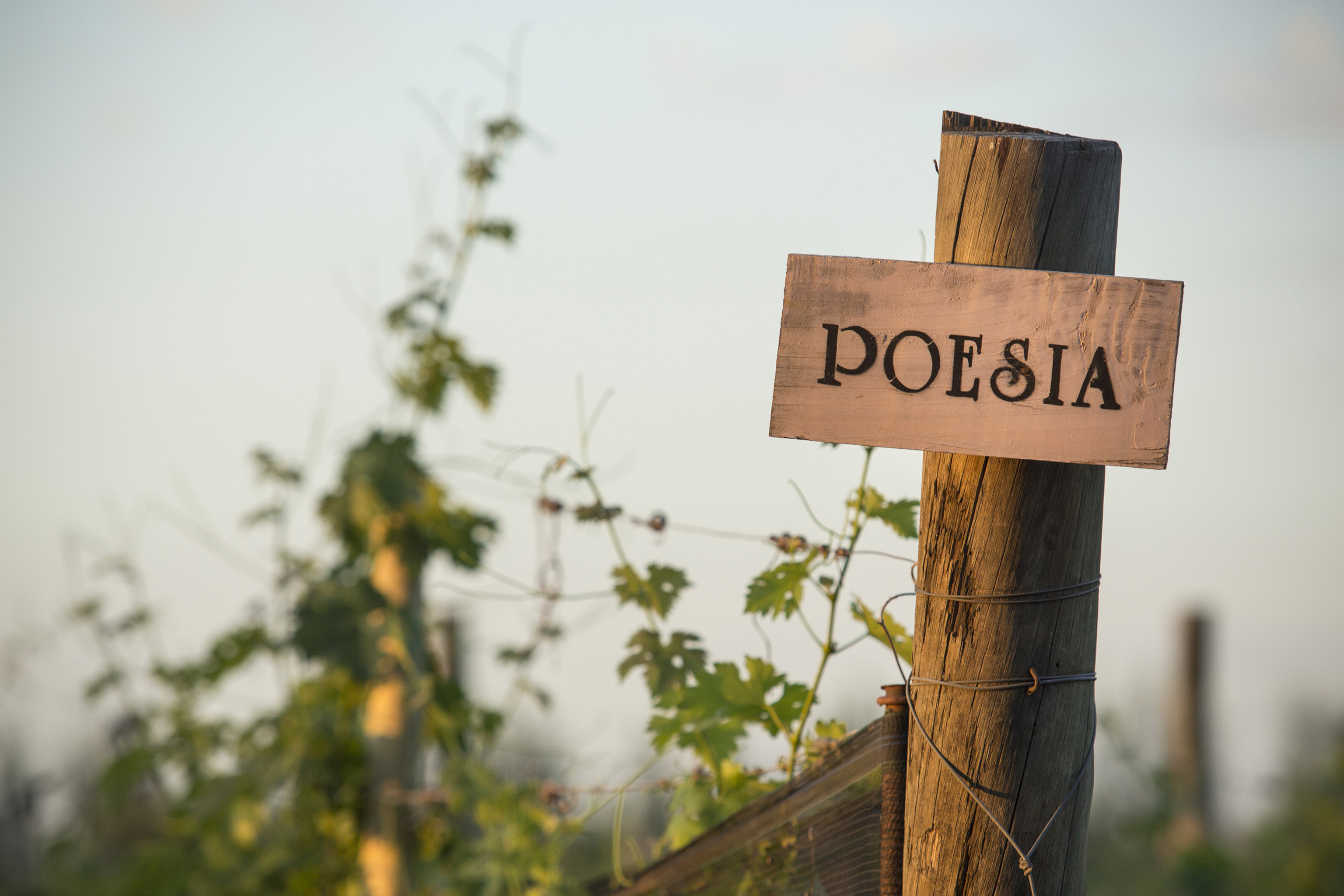 Bodega Poesía