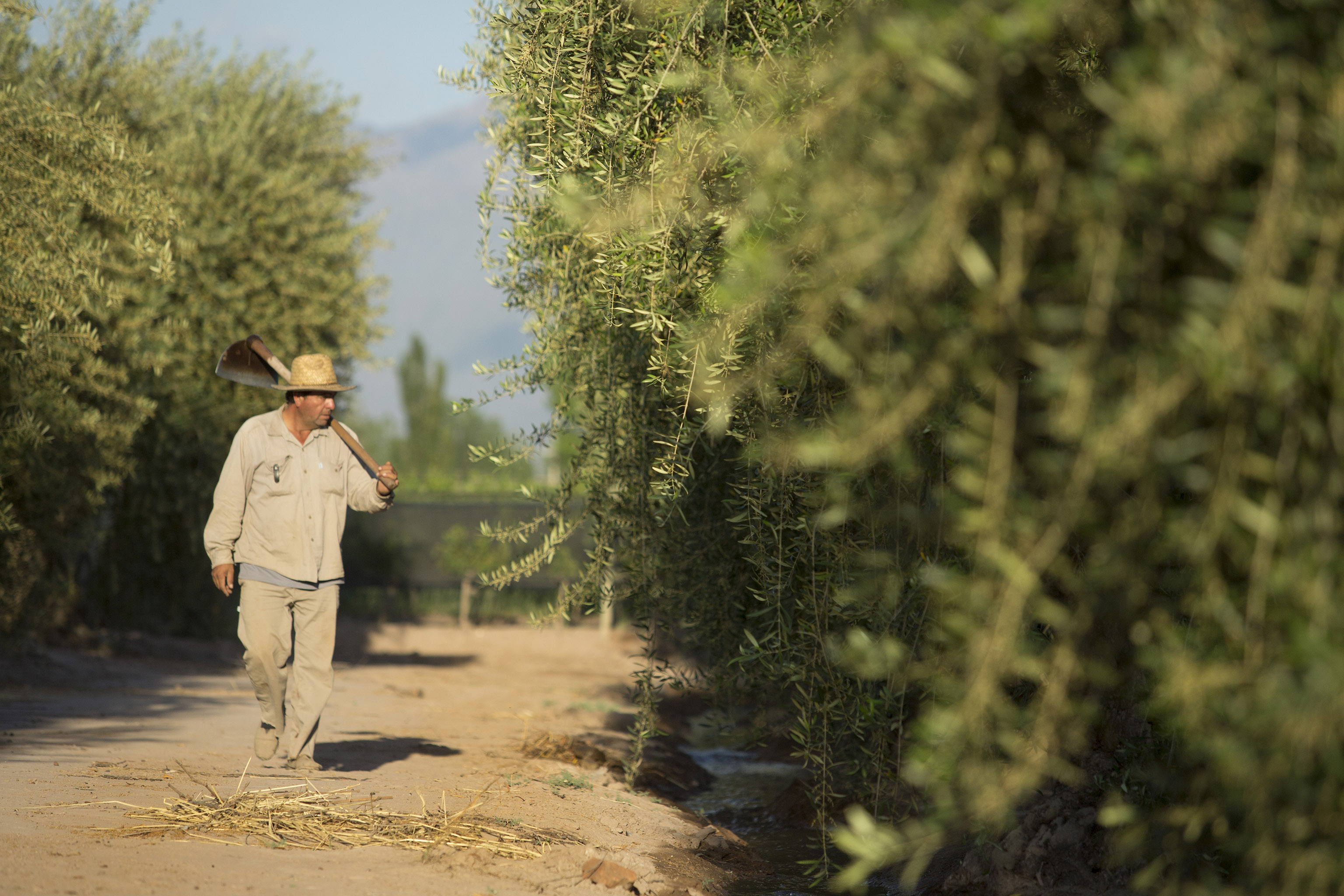 Vignes Argentine