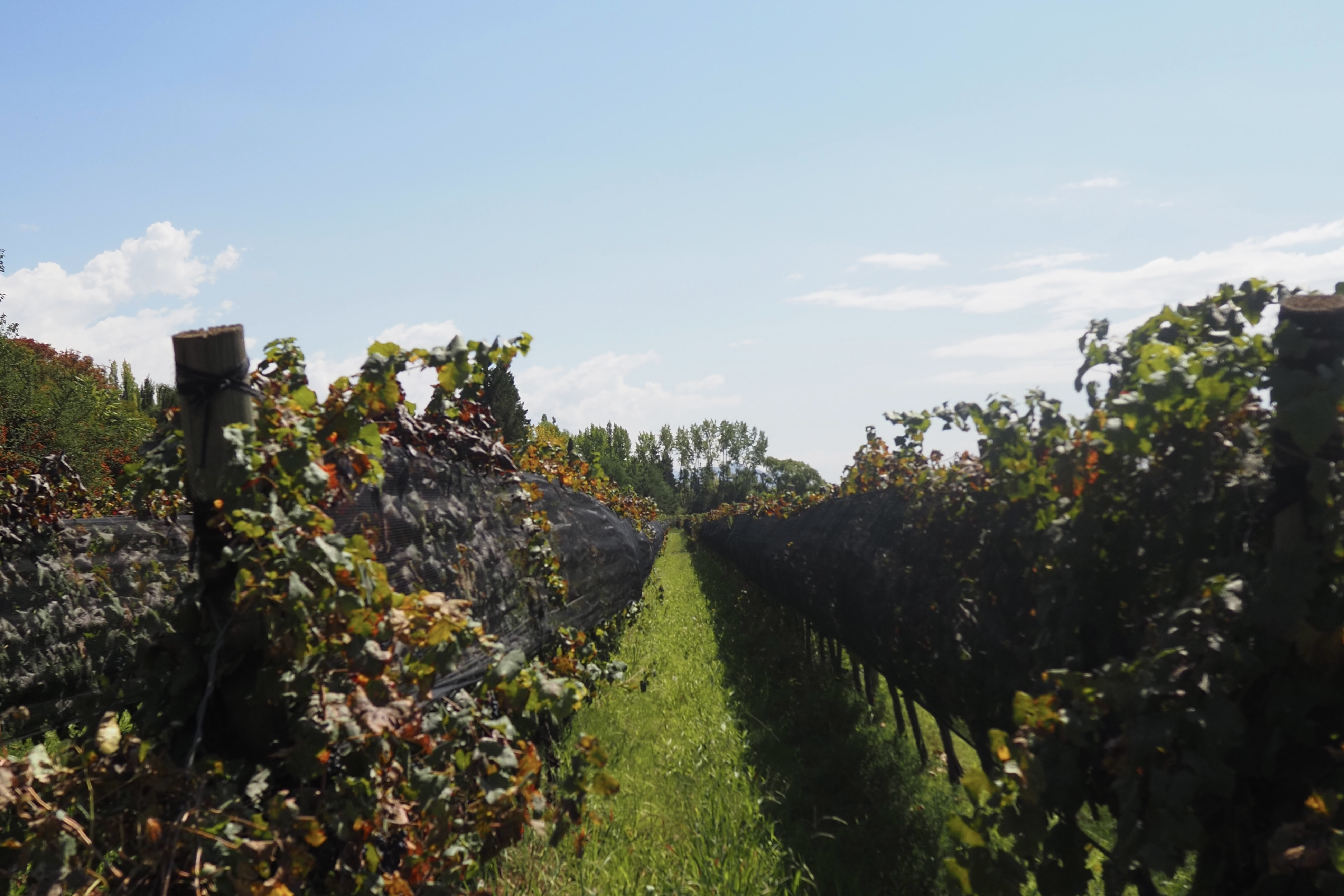 Vignes Mendoza